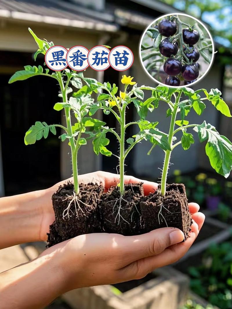 种的西红柿苗为什么不长?常见原因与解决办法全解析 七、品种与播种时间的影响