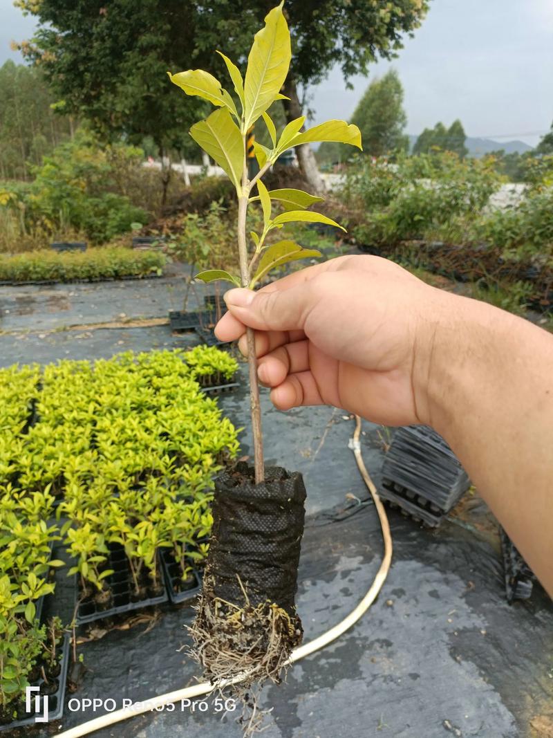 栀子花苗价格多少?2025年最新市场参考价全解析 数量折扣:批发价可降至零售价的50%