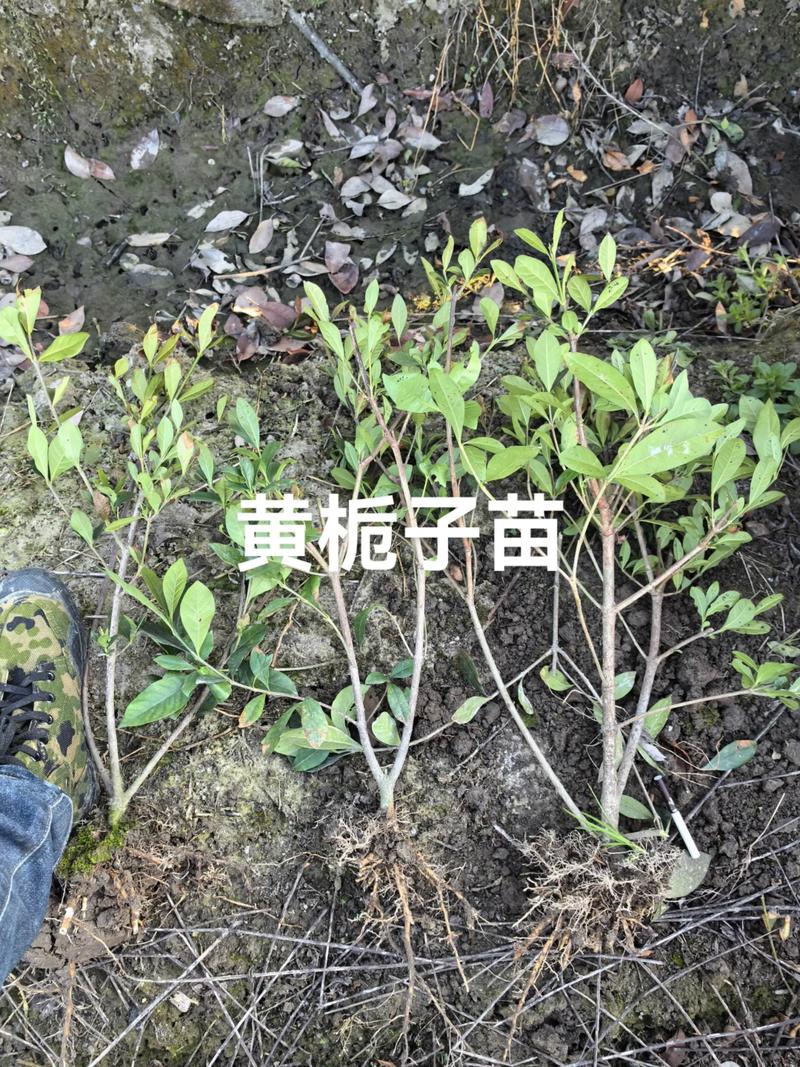 栀子花苗价格多少?2025年最新市场参考价全解析 季节波动:春季最便宜,夏季最贵