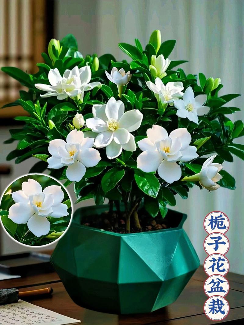 栀子花苗价格多少?2025年最新市场参考价全解析 运输成本:占最终到手价的10%-30%