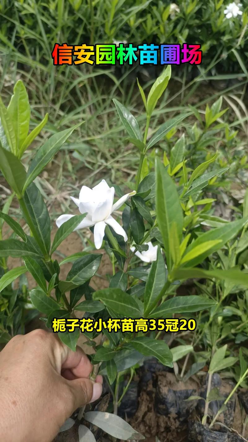 栀子花苗价格多少?2025年最新市场参考价全解析 咨询指南:如何获取精准报价?
