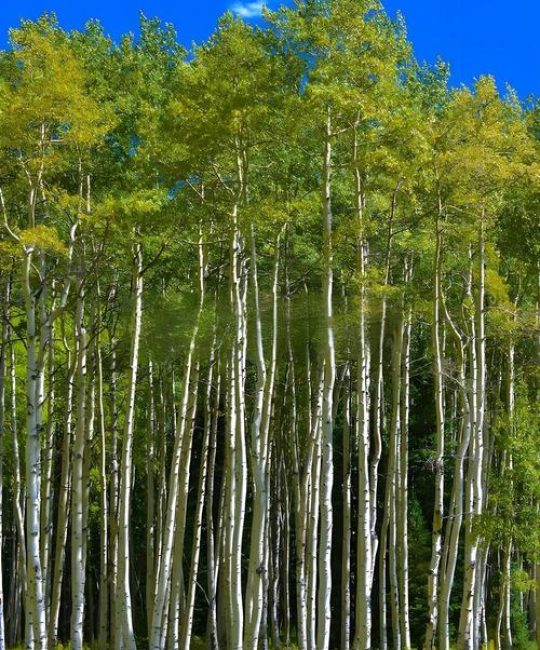 造纸的树叫什么树？全面认识构树——传承千年的造纸原料