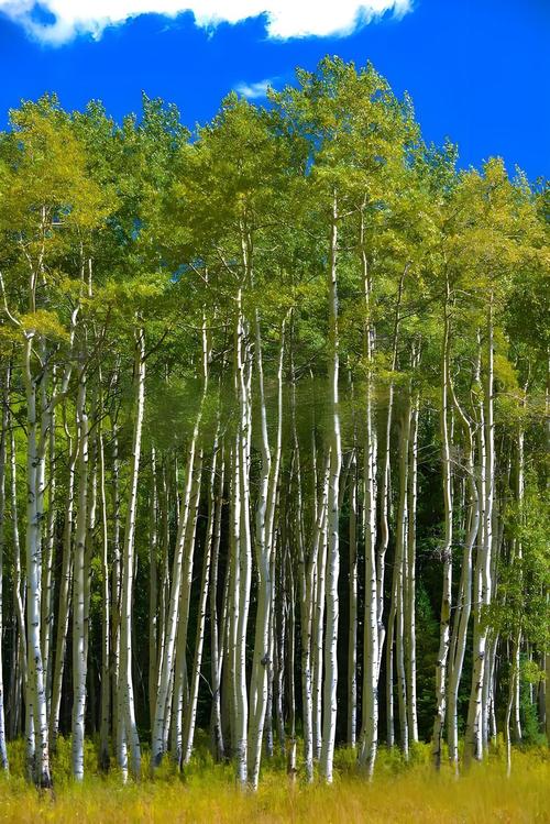 造纸的树叫什么树?全面认识构树——传承千年的造纸原料 造纸的树叫什么树?全面认识构树——传承千年的造纸原料