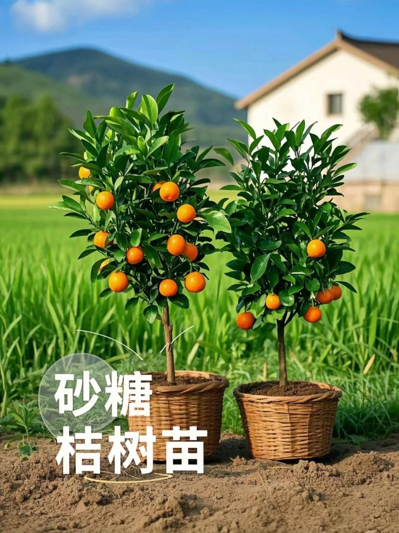 桔子种子种出的苗能长桔子吗?揭秘实生苗的真相与种植技巧 六、专业建议:想吃好桔子,还是买嫁接苗