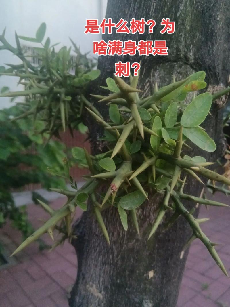 “什么树都是刺”?园艺中带刺树木的利与弊 带刺树木的园艺用途
