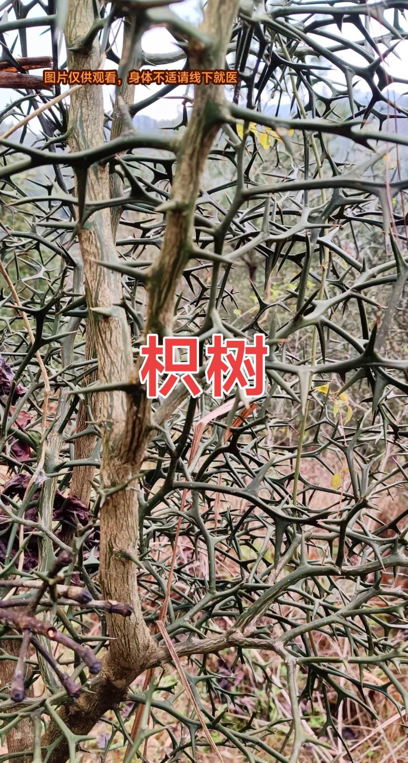 “什么树都是刺”?园艺中带刺树木的利与弊 常见带刺树木一览