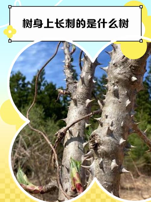 “什么树都是刺”?园艺中带刺树木的利与弊 结语