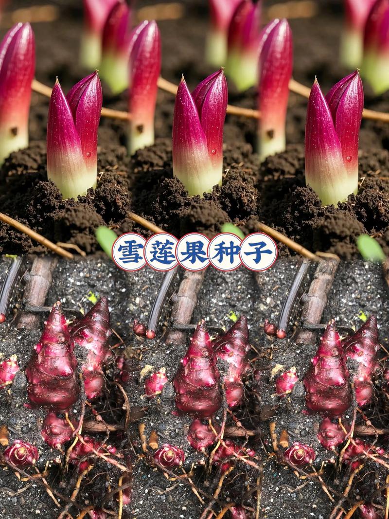 雪莲果高产种植技术全攻略:从选种到收获的七步指南 二、土壤环境