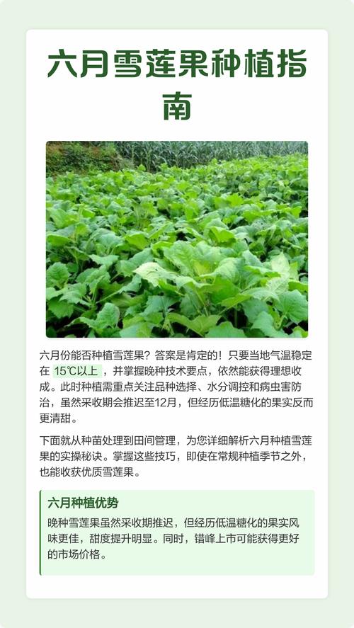 雪莲果高产种植技术全攻略:从选种到收获的七步指南 四、栽植深度