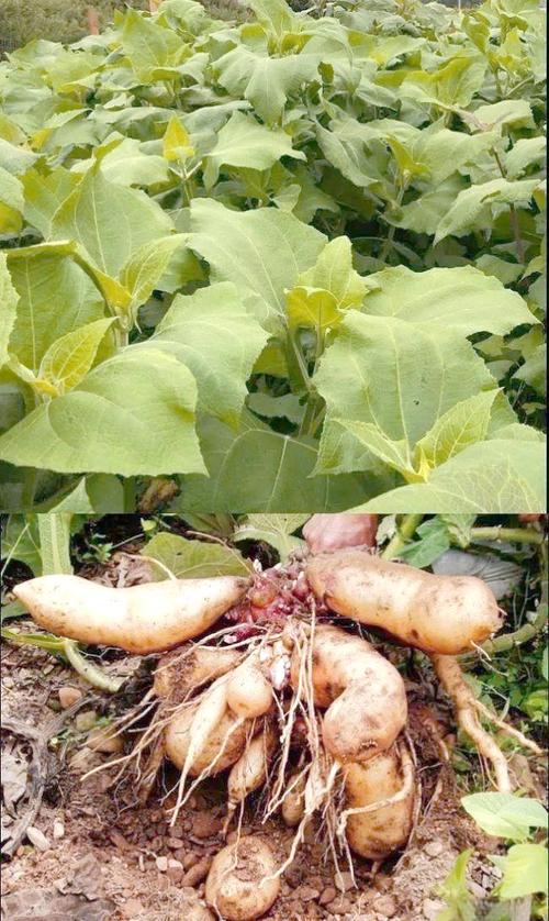 雪莲果高产种植技术全攻略:从选种到收获的七步指南 七、成活注意事项