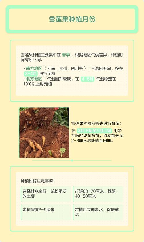 雪莲果高产种植技术全攻略:从选种到收获的七步指南 六、缓苗管理