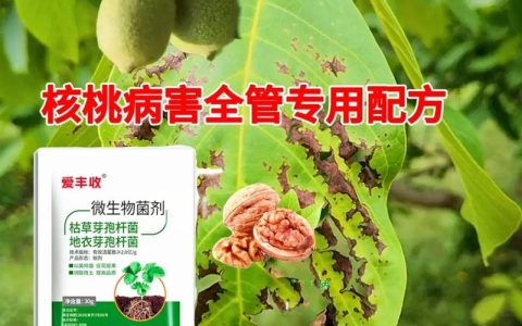 核桃黑皮病怎么防治？家庭种植与果园管理的权威指南
