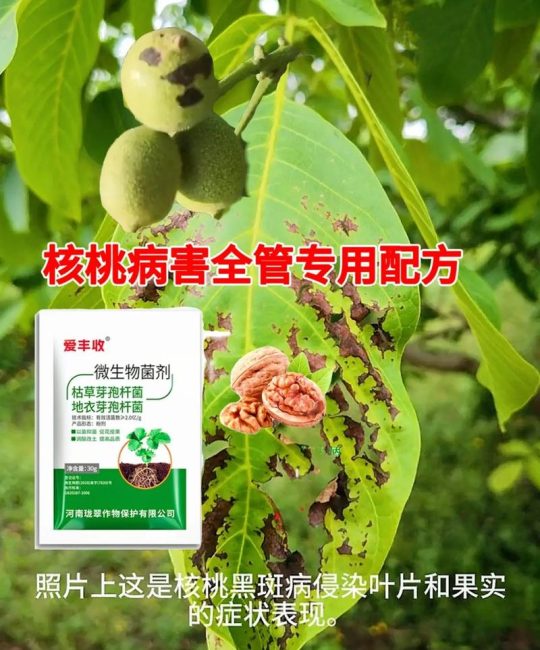 核桃黑皮病怎么防治？家庭种植与果园管理的权威指南