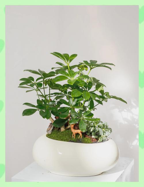 江西有鸭脚木吗?探秘鸭脚木在江西的种植与养护 二、鸭脚木在江西的种植方式