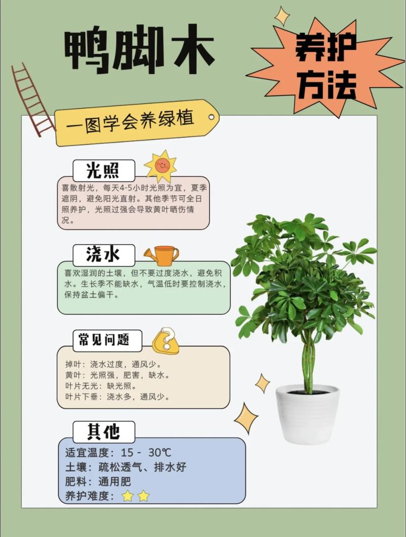 江西有鸭脚木吗?探秘鸭脚木在江西的种植与养护 五、总结:江西花友放心养