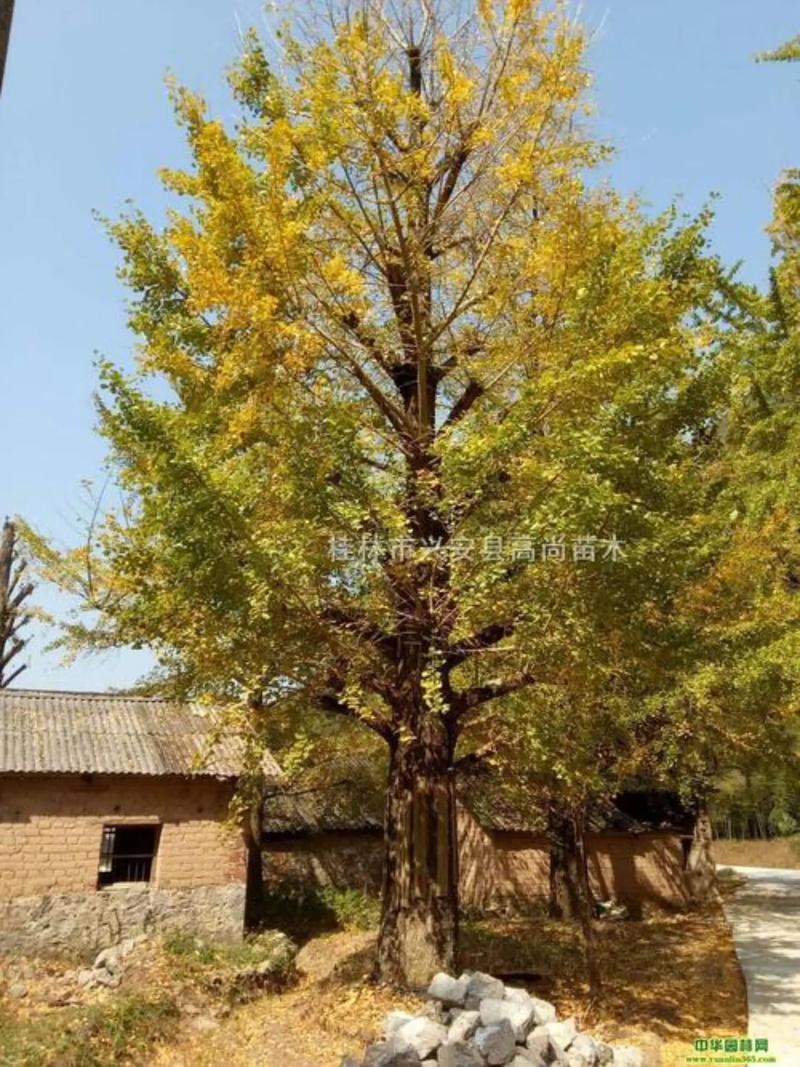 银杏树80公分价格 季节:春季(3-4月)与秋季(10-11月)为最佳采购期