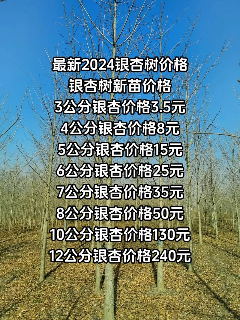 银杏树80公分价格 数量:单棵零售与批量采购差价可达20%