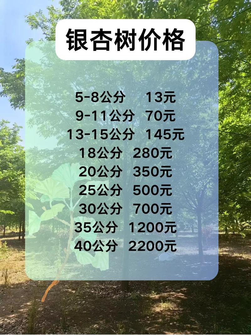 银杏树80公分价格 咨询指南:如何获取精准报价?