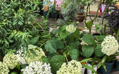绣球花干花制作全攻略 – 花期采收、晾晒技巧与品种选择