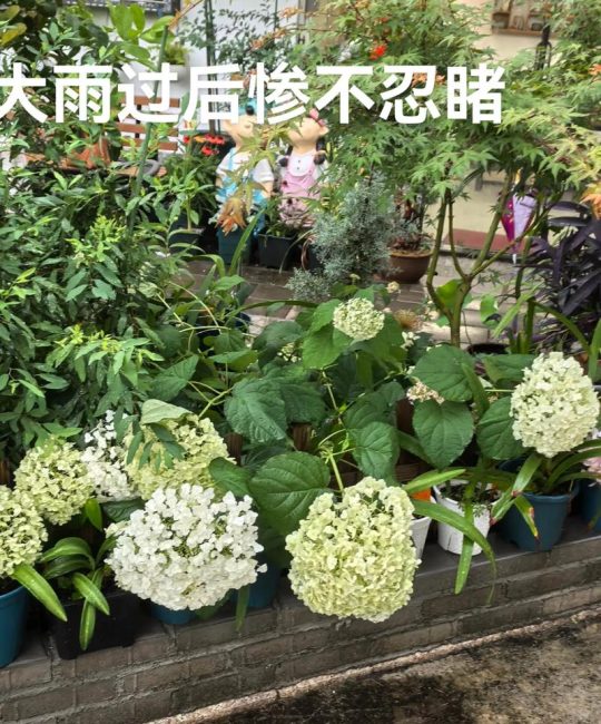 绣球花干花制作全攻略 – 花期采收、晾晒技巧与品种选择