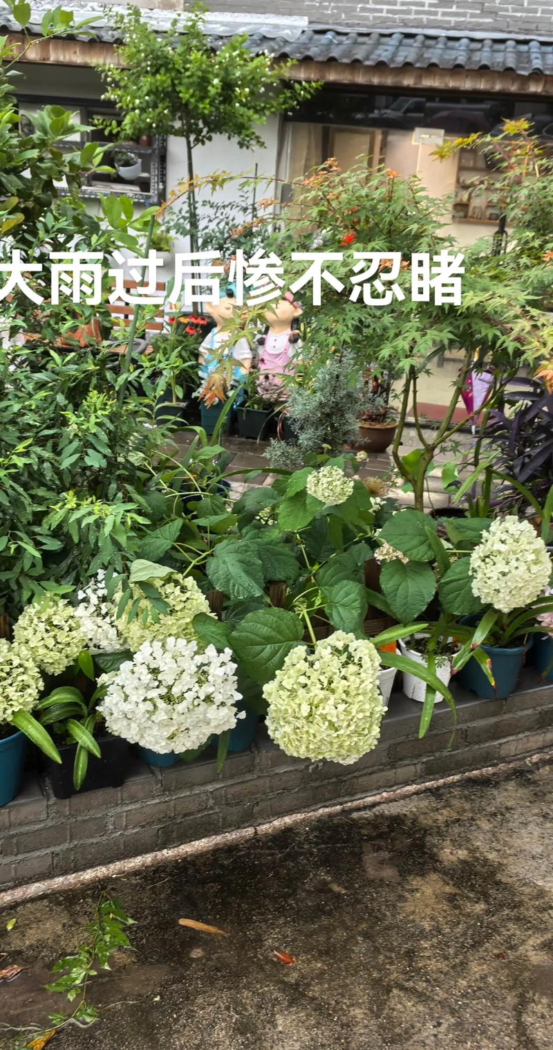 绣球花干花制作全攻略 – 花期采收、晾晒技巧与品种选择 适合做干花的绣球品种