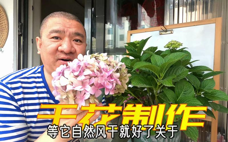 绣球花干花制作全攻略 – 花期采收、晾晒技巧与品种选择 采收时机与处理要点