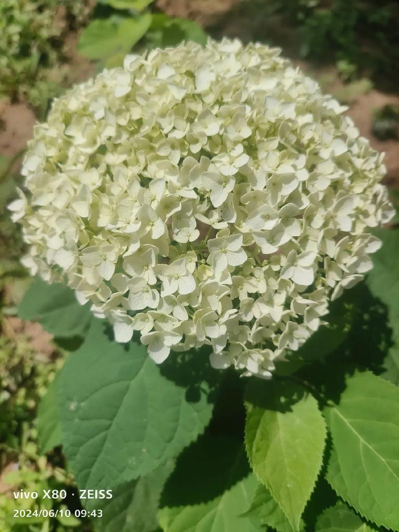 绣球花干花制作全攻略 – 花期采收、晾晒技巧与品种选择 关于绣球花盆栽还是底栽