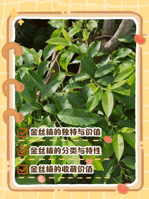 金丝楠木会发光吗?揭秘木材中的“金丝”之谜与园艺养护指南 结语
