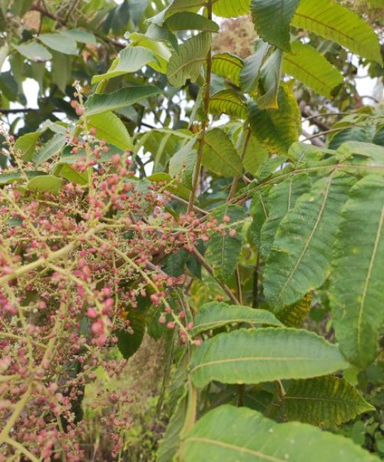 ⚠️ 安全性声明：漆树科植物需谨慎