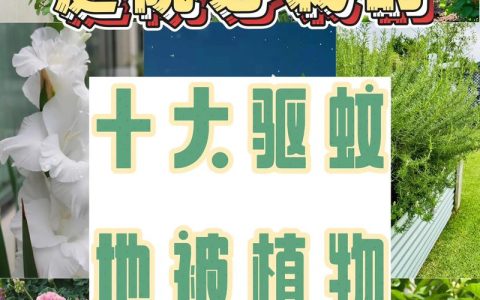 院子里种什么树能驱蚊？科学选树指南与三种推荐树种种植方案