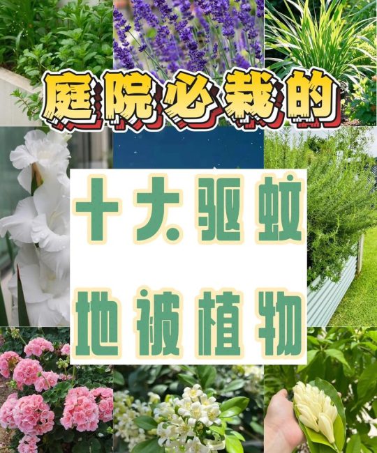 院子里种什么树能驱蚊？科学选树指南与三种推荐树种种植方案