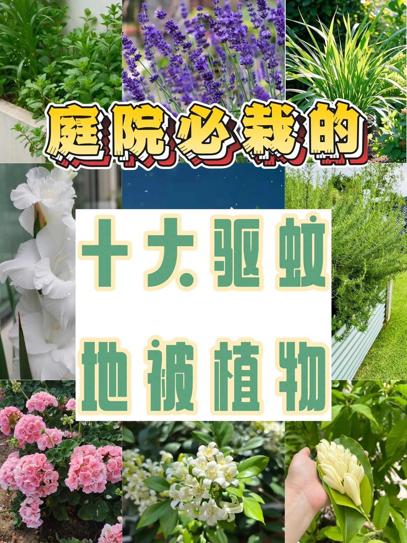 引言