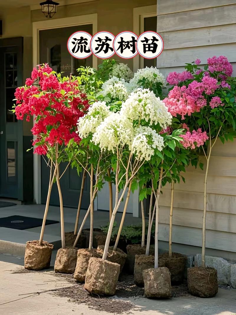 一、香樟（Cinnamomum camphora）