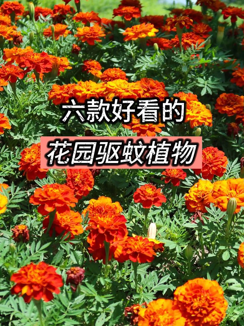 三、花椒（Zanthoxylum bungeanum）