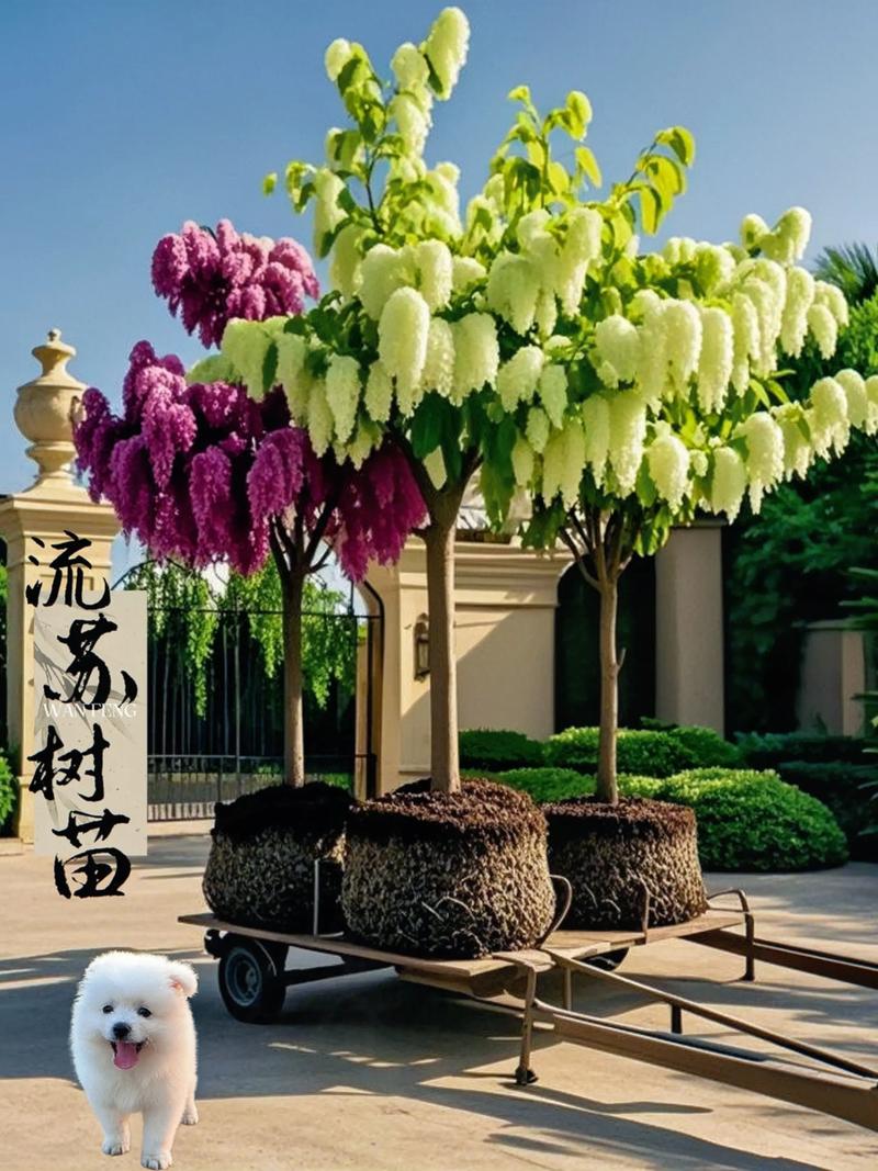 二、苦楝（Melia azedarach）