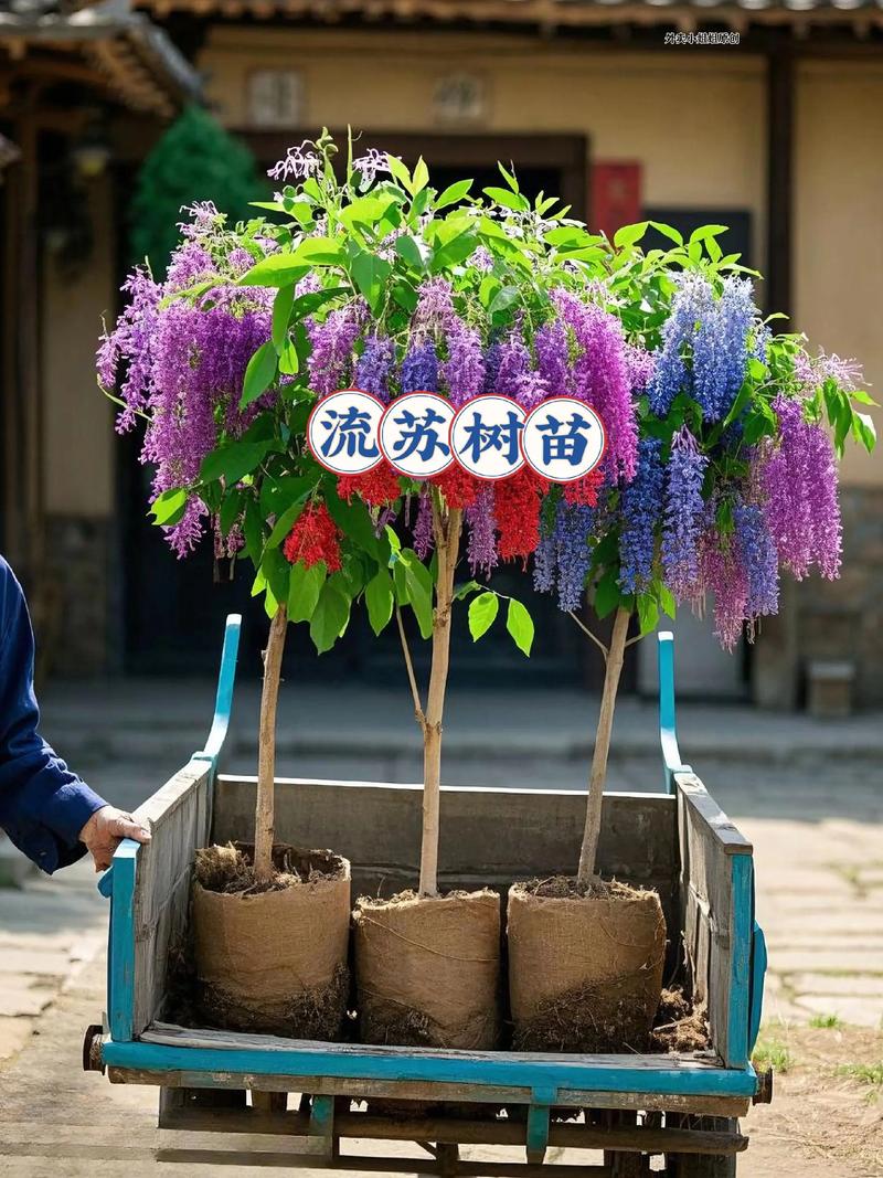 四、综合建议与总结