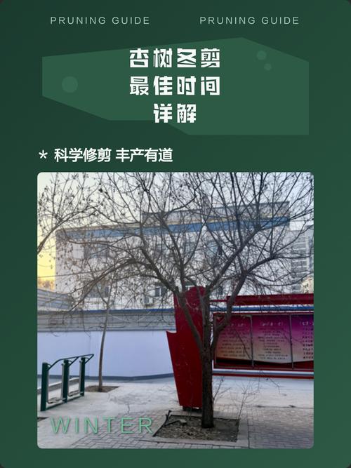 杏树冬剪什么时间好——掌握这三个时间点,来年坐果率提高30% 五、冬剪后三个必做的保护措施,防止冻伤和流胶