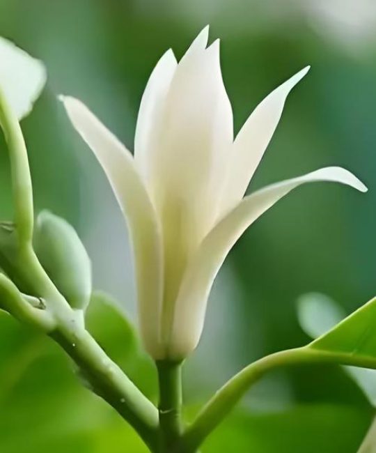 黄兰花和白兰花有什么区别？6维度对比教你如何选择