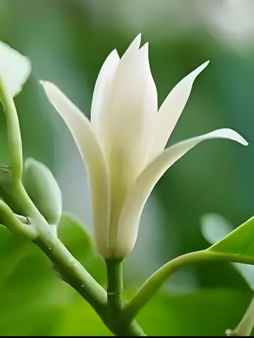 黄兰花和白兰花有什么区别？6维度对比教你如何选择