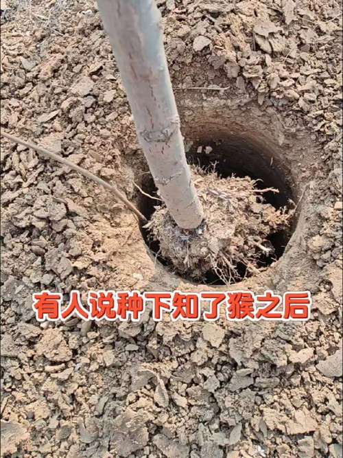 金蝉养殖适合什么树?选对树种,增产增收的园艺指南 三、选树原则与注意事项