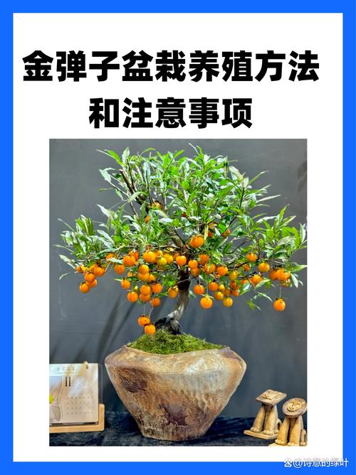 金蝉养殖适合什么树?选对树种,增产增收的园艺指南 二、最适合金蝉养殖的树木类型