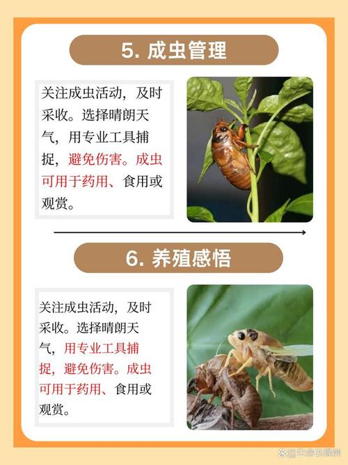 金蝉养殖适合什么树?选对树种,增产增收的园艺指南 结语