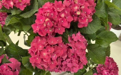 绣球花是灌木吗？一篇文章带你全面了解