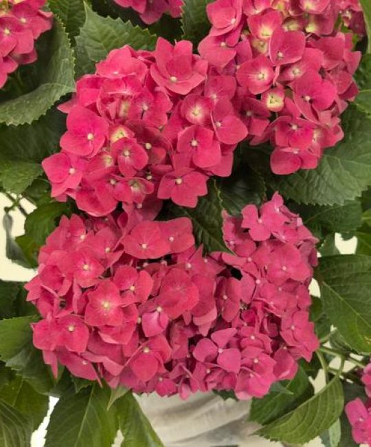 绣球花是灌木吗？一篇文章带你全面了解