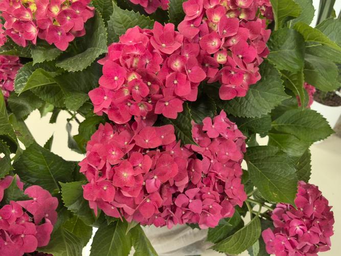 绣球花是灌木吗？一篇文章带你全面了解