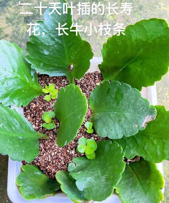 长寿花叶子扦插能活吗？成功率最高的繁殖指南