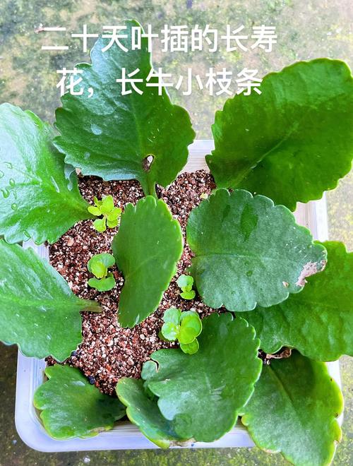 长寿花叶子扦插能活吗？成功率最高的繁殖指南