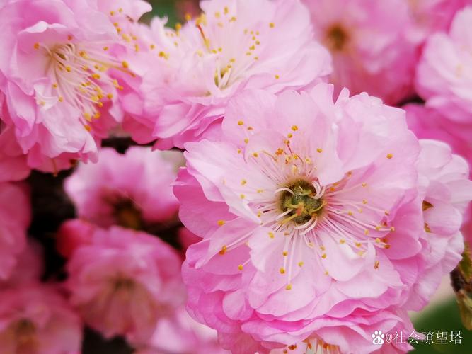 樱花花蕊什么形状?走进樱花的微观世界,解锁园艺之美 不同品种的花蕊差异