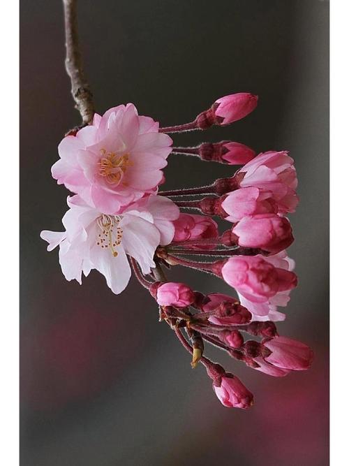 樱花花蕊什么形状?走进樱花的微观世界,解锁园艺之美 花蕊与樱花文化