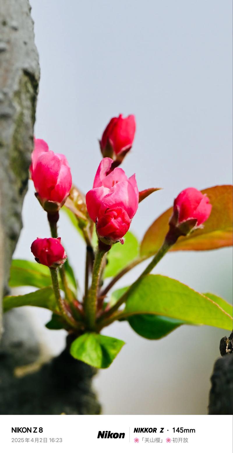 樱花花蕊什么形状?走进樱花的微观世界,解锁园艺之美 花蕊的园艺价值
